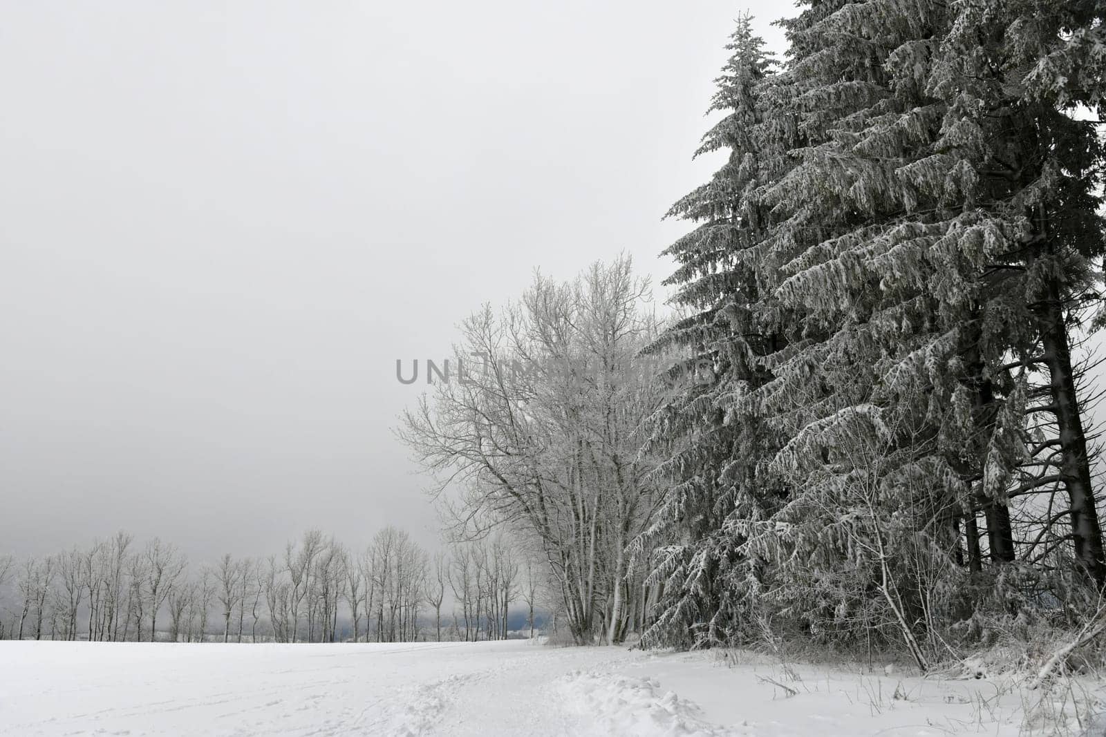 winter forest