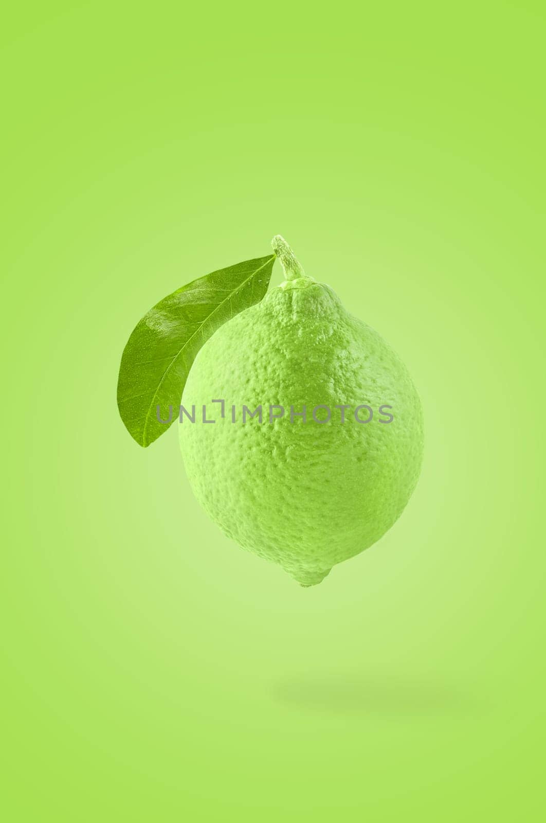 Minimal fruit concept. One whole lime fruit on bright green background with shadow. Design element. Full depth of field.