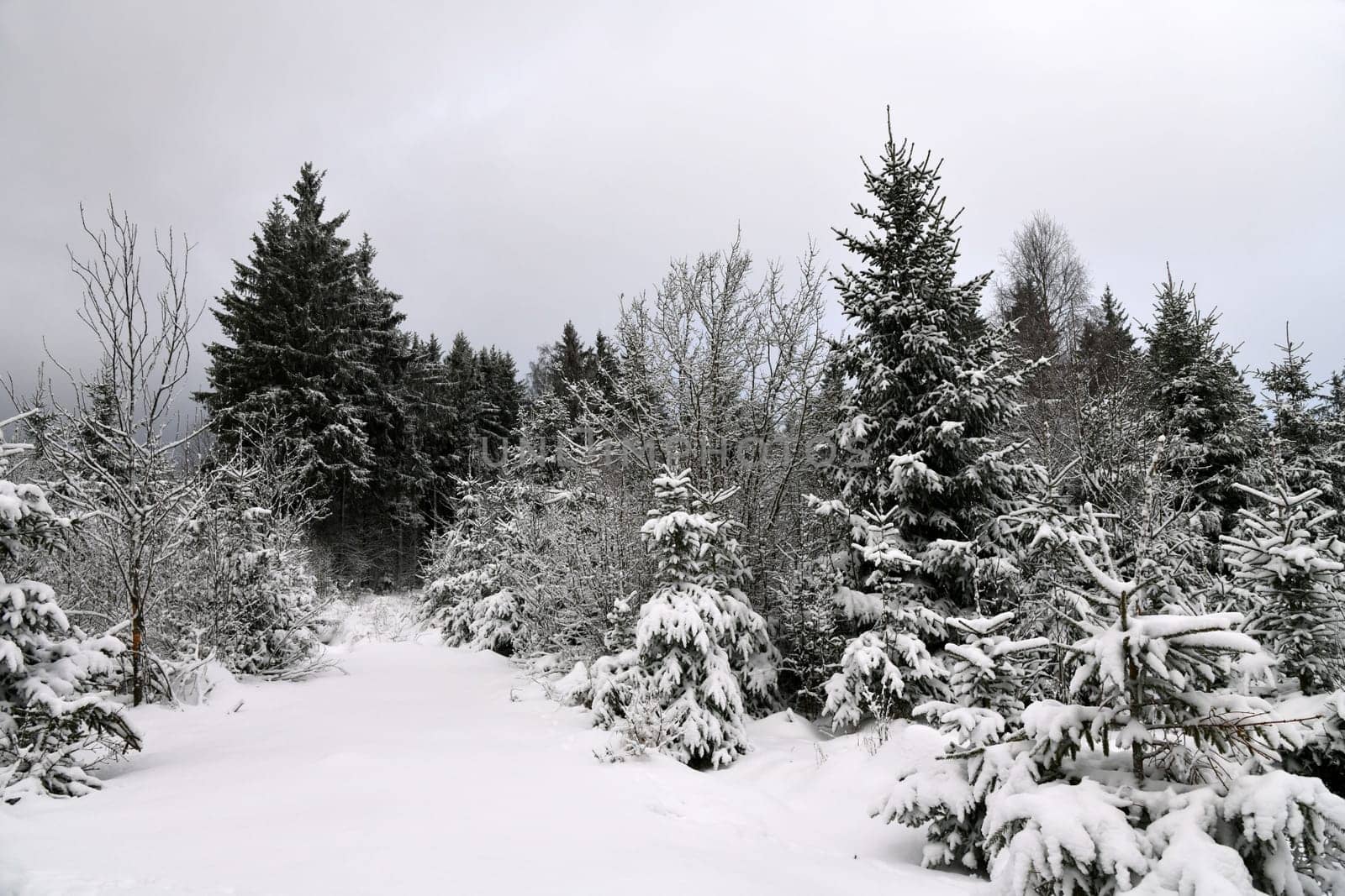 winter forest