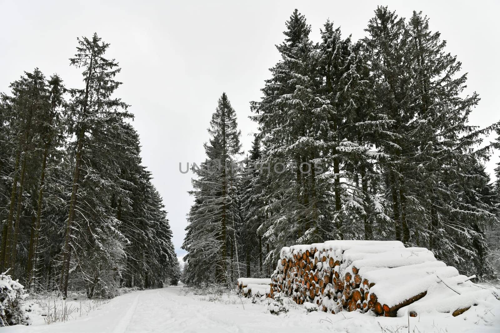 winter forest