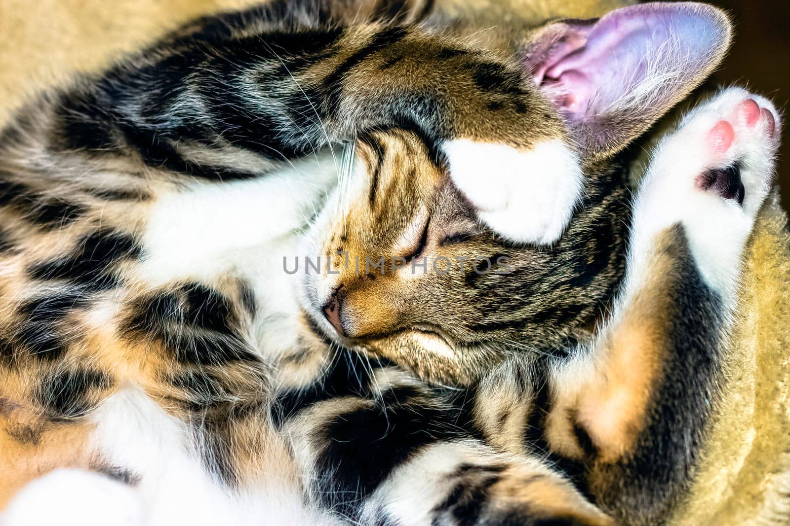 Sleeping Norwegian Forest (Norsk skogkatt or skaukatt) baby cat