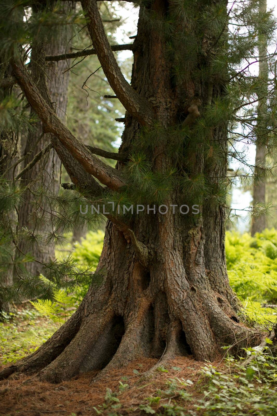 tree roots and green forest