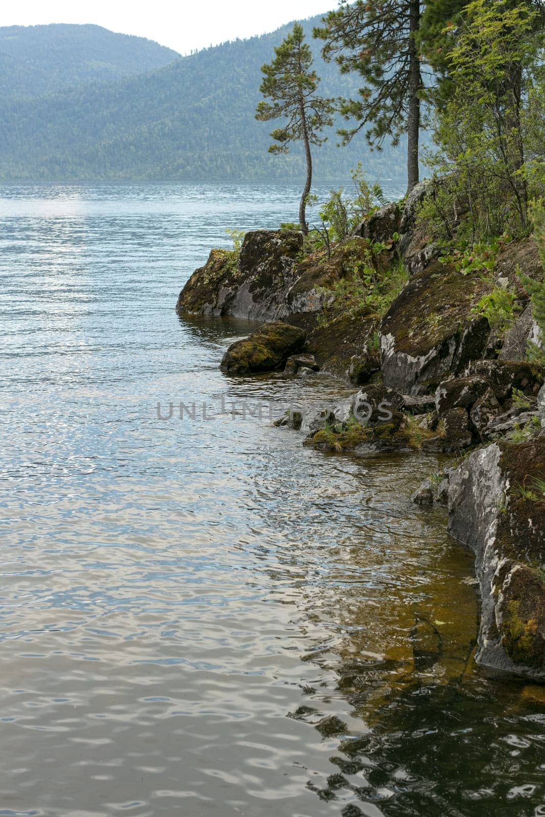 Lake Teletskoye with calm water on a summer day