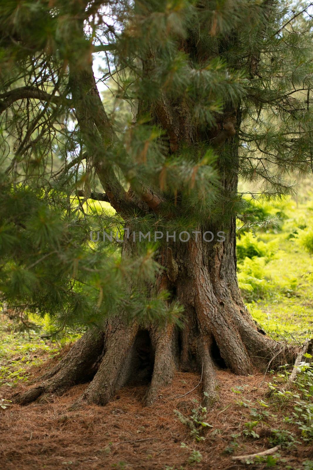 tree roots and green forest