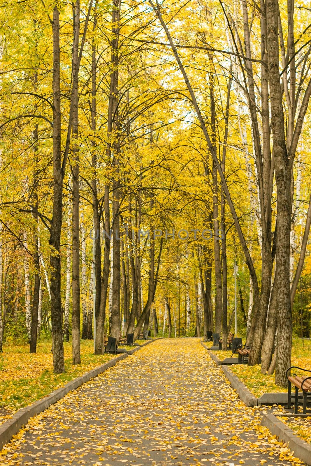 warm peaceful day in the autumn park.