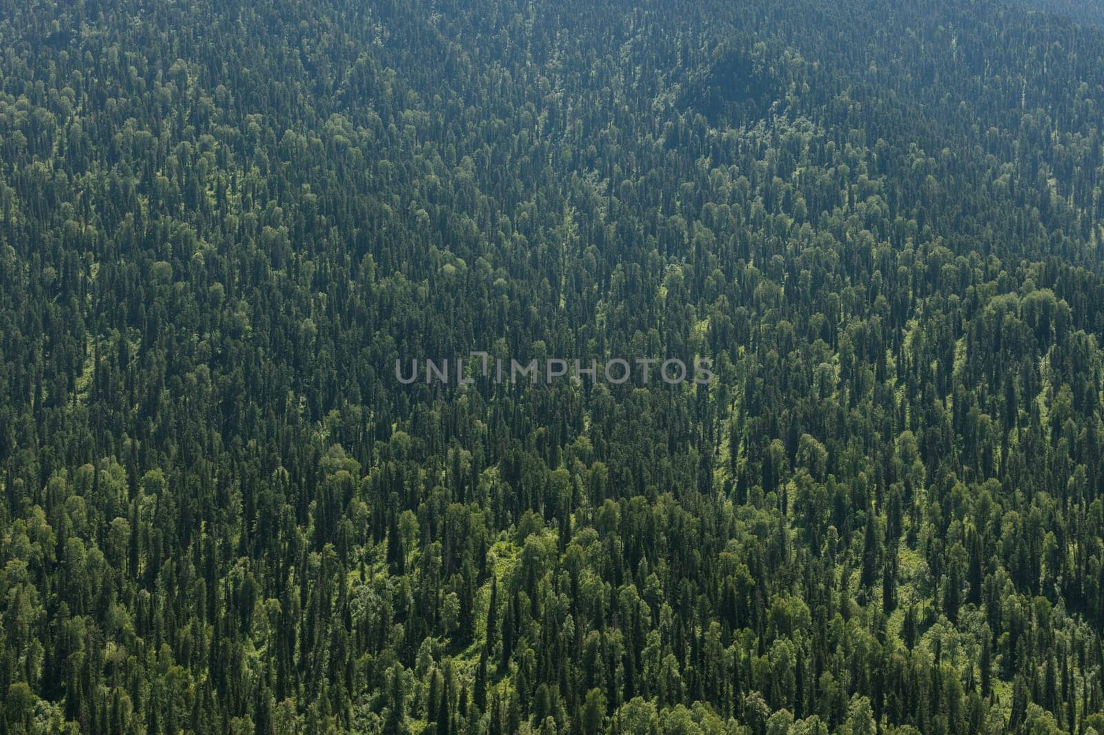 Healthy green trees in a forest of old spruce, fir and pine trees in wilderness of a national park. Sustainable industry, ecosystem and healthy environment concepts and background