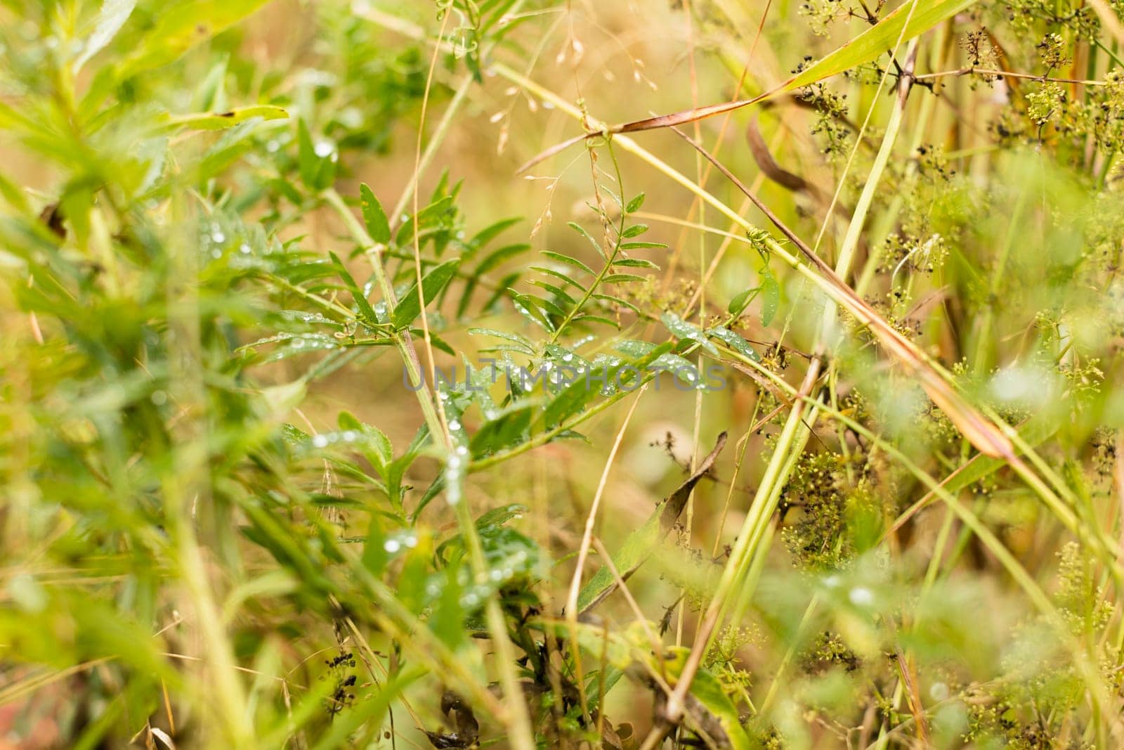 water drops after rain on the green grass or the leaves
