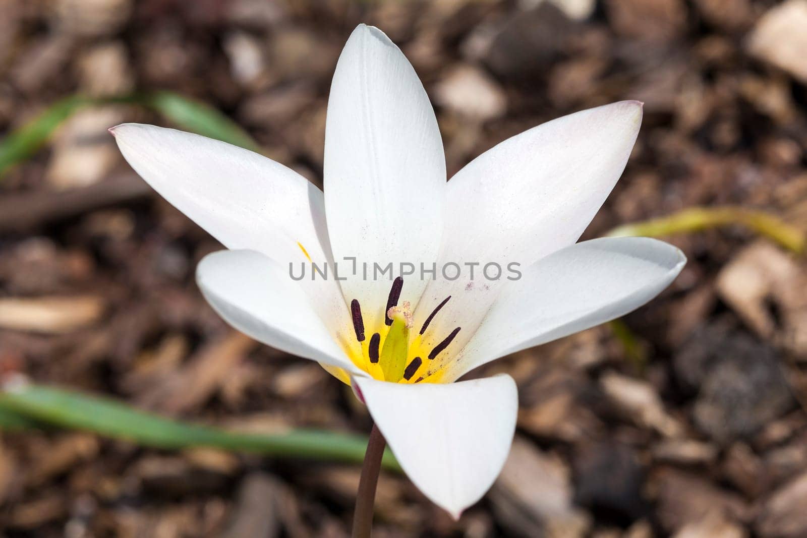 Tulip 'Lady Jane' a spring flowering bulb plant