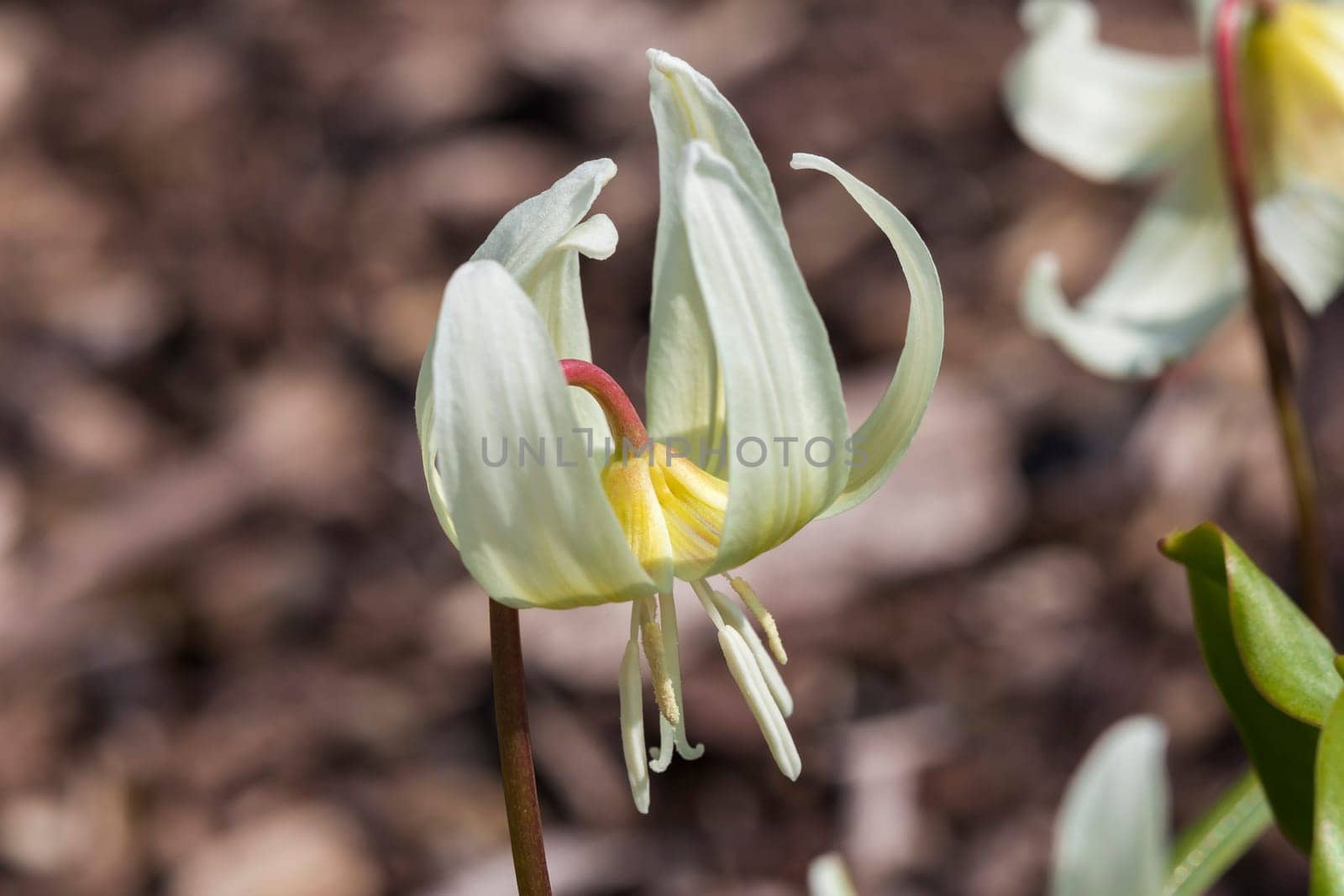 Erythronium californicum 'White Beauty' a spring flowering bulb plant commonly known as  Californian fawn lily