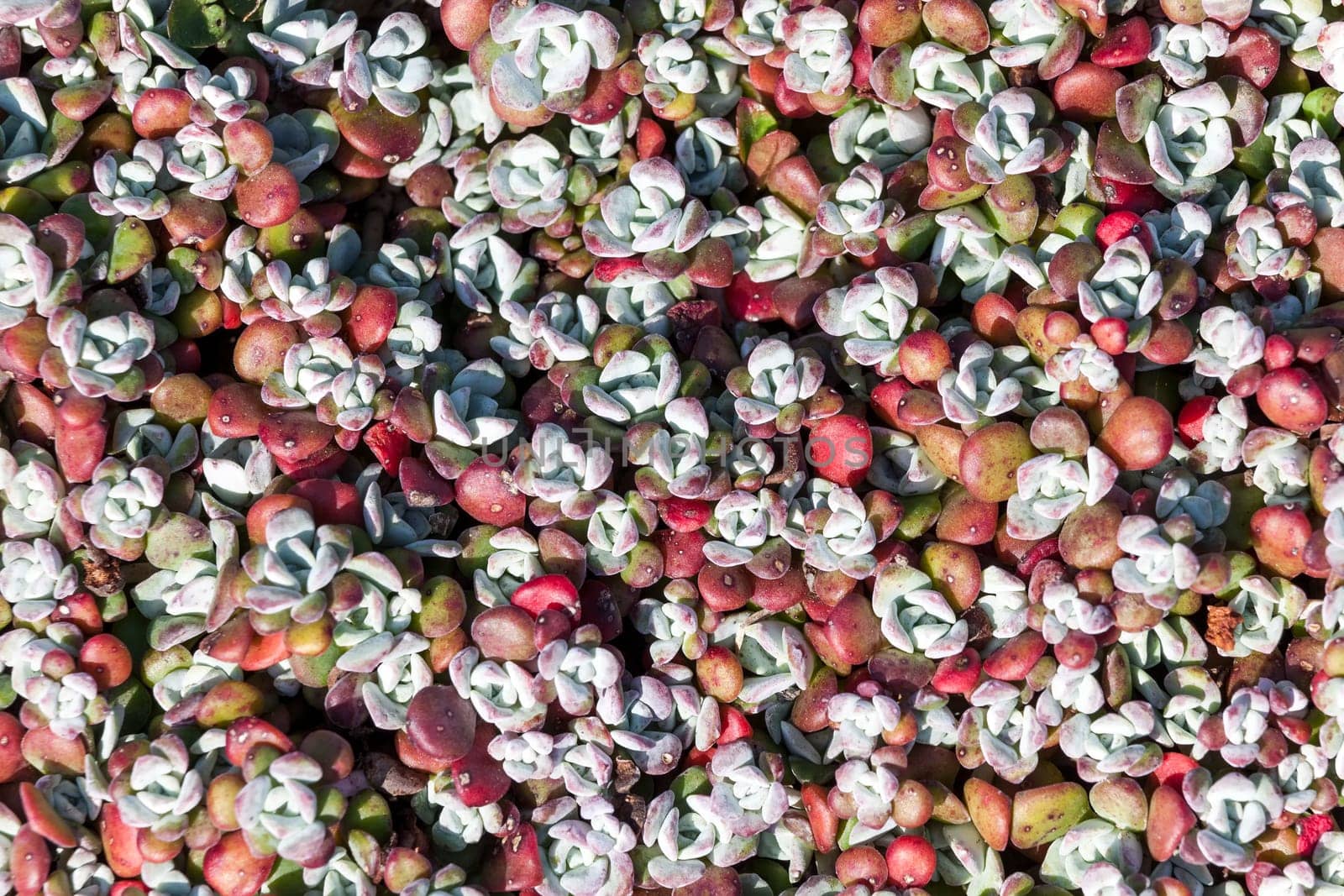 Sedum spathulifolium 'Purpureum' and summer autumn purple perennial flower plant commomly known as stonecrop