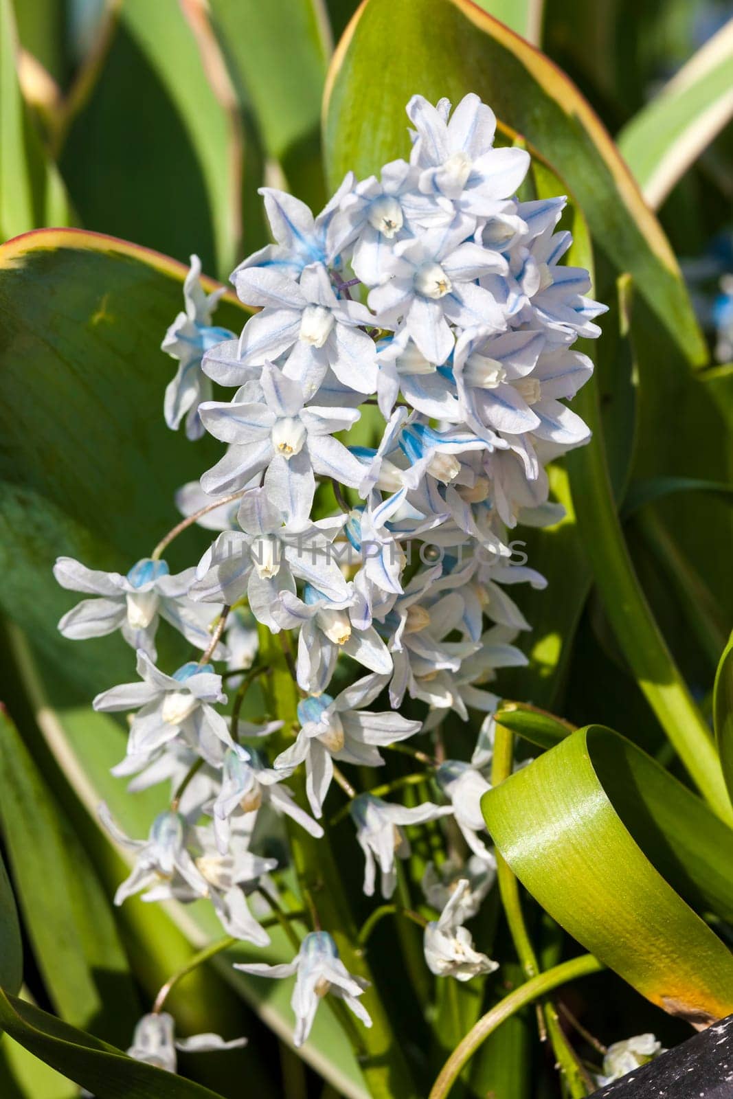 Puschkinia scilloides a spring white blue perennial flower plant commomly known as Russian snowdrop