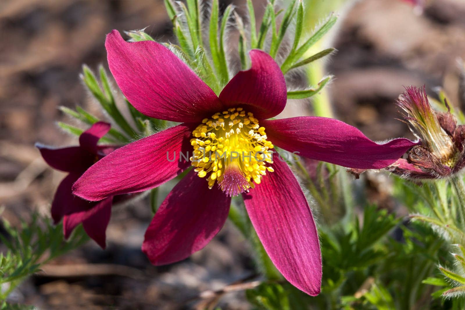 Pulsatilla vulgaris 'Pinwheel Dark Red Shades' a spring  red perennial flower plant commomly known as pasque flower