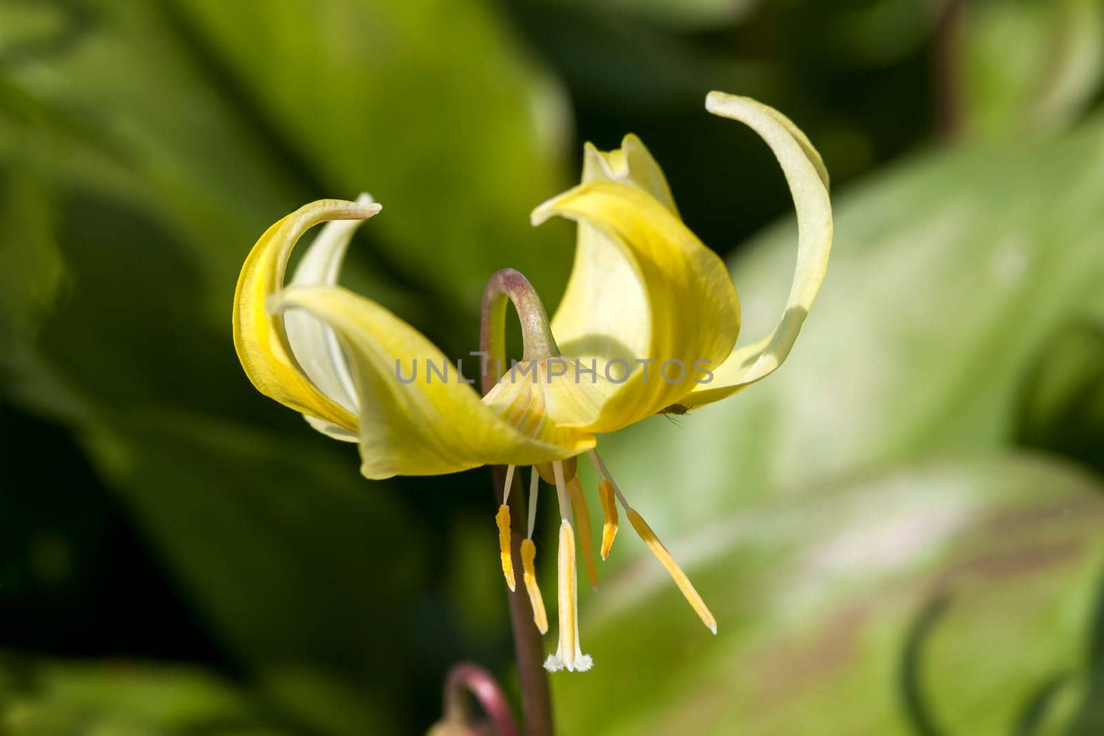 Erythronium 'Kondo' a spring flowering bulb plant commonly known as  Californian fawn lily