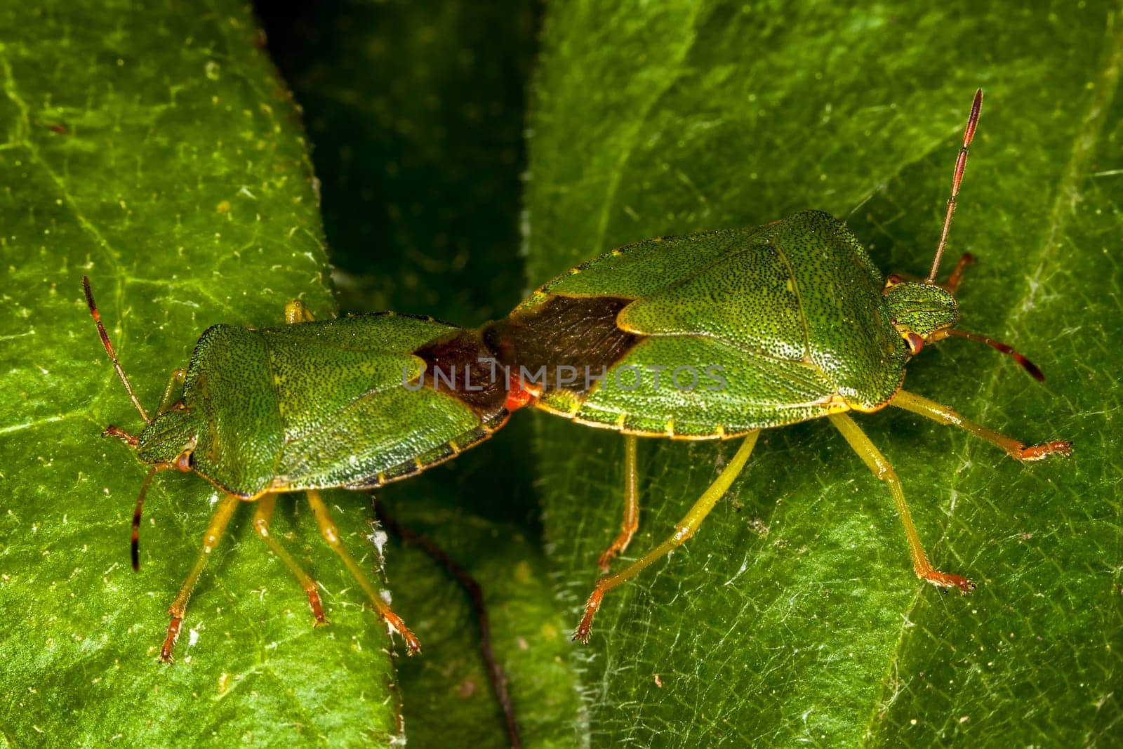 Green Shield Bug (Palomena prasina) mating which are often called green stink bug