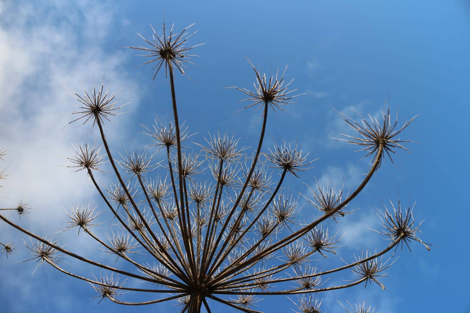 dry inflorescences of hogweed against the blue sky low angle of view
