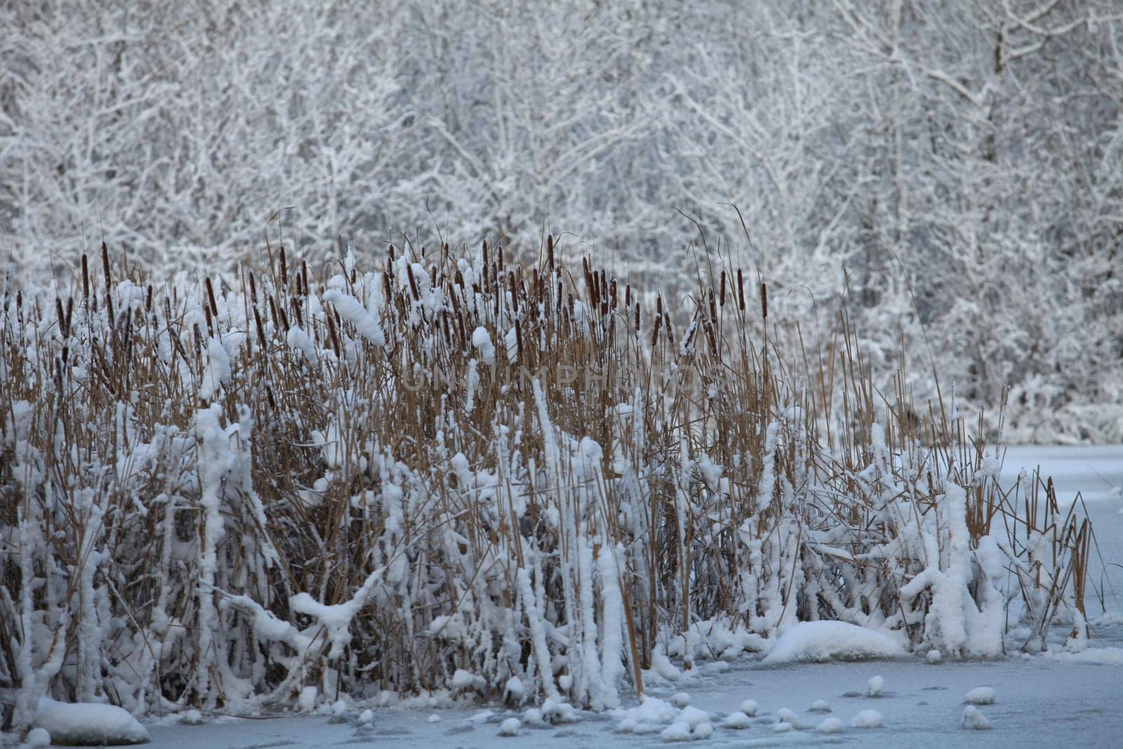 snowy lake reeds in the snow winter landscape