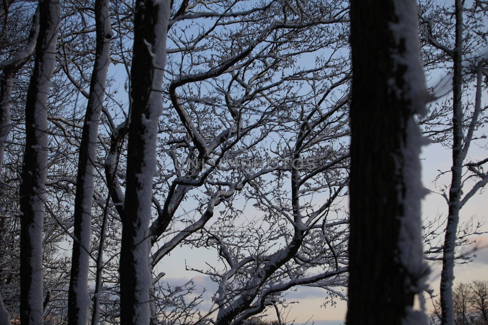 white trees covered with snow on the background of the sky winter landscape