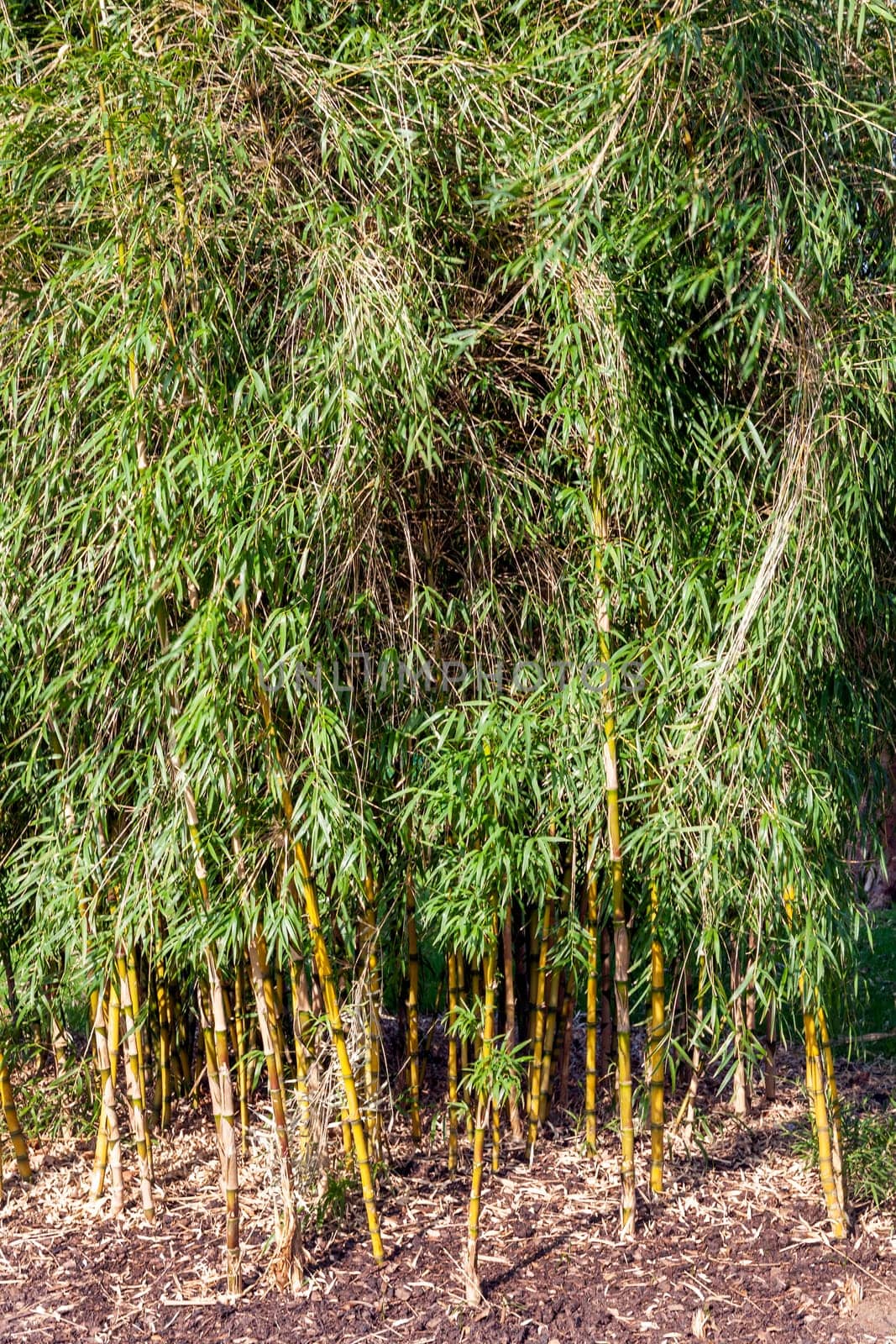 Chusquea aff. culeou 'Culeu' an evergreen bamboo flower plant commonly known as Chilean bamboo or Foxtail bamboo, stock photo image