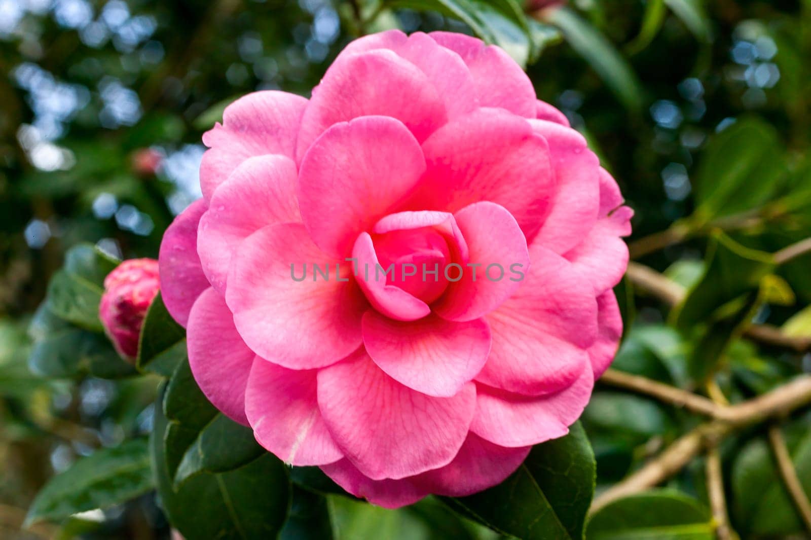 Camellia x Williamsii 'Water Lily' a spring summer shrub plant with a winter springtime pink red flower stock photo image