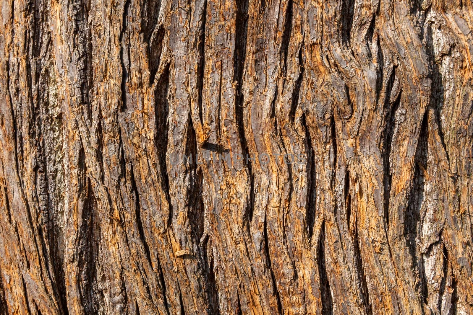 Sweet chestnut (Castanea sativa) brown tree bark macro close up texture background sometimes  known as Spanish chestnut, stock photo image