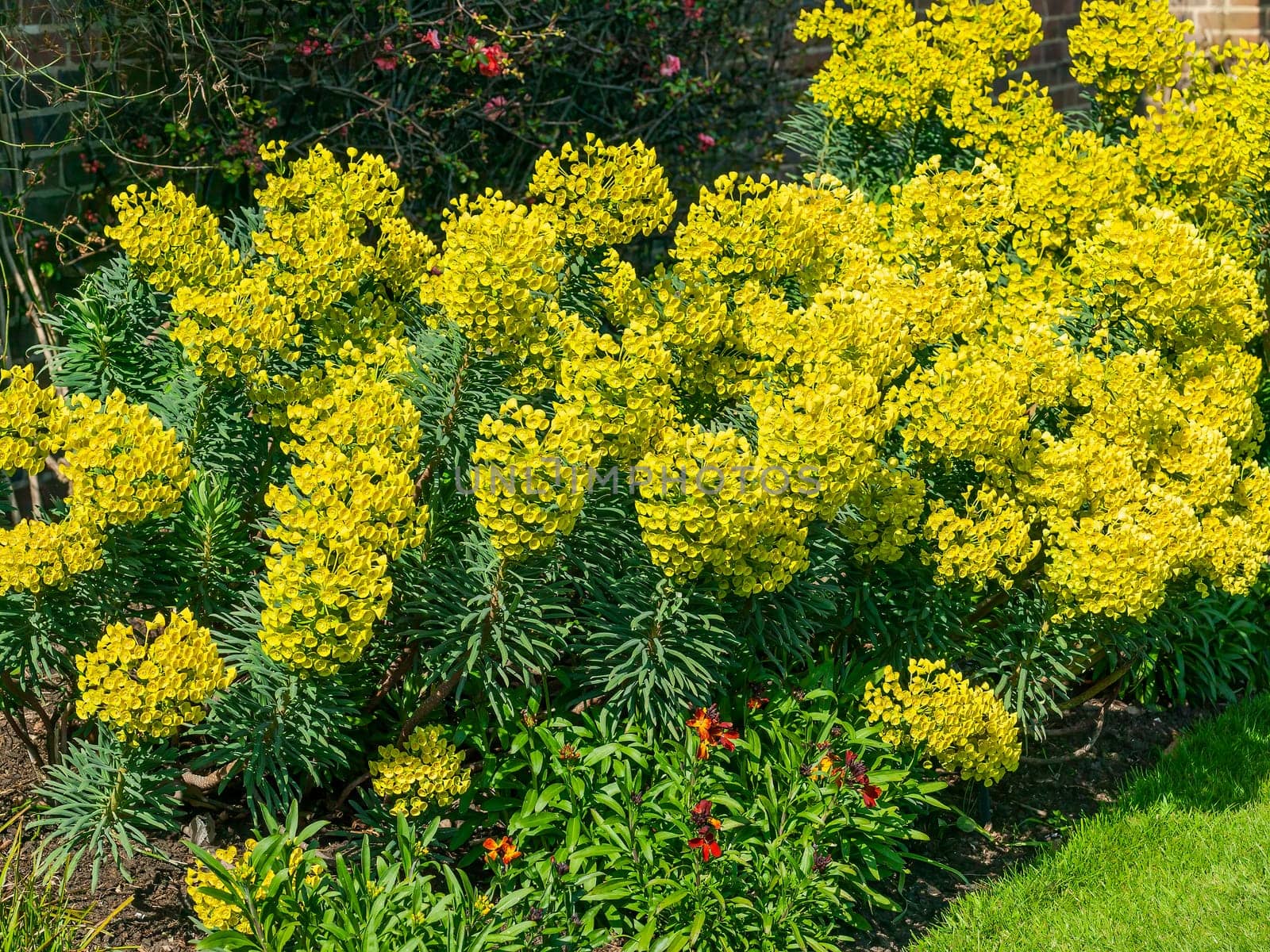 Euphorbia characias subs wulfenii a spring summer evergreen flowering shrub plant with a  springtime summer yellow flower, stock photo image