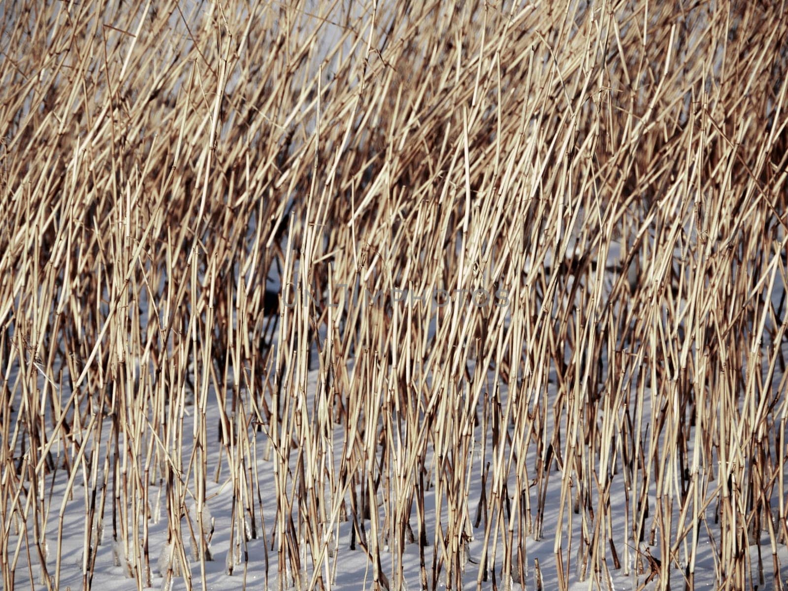 yellow dry reed in white snow, winter  abstract background