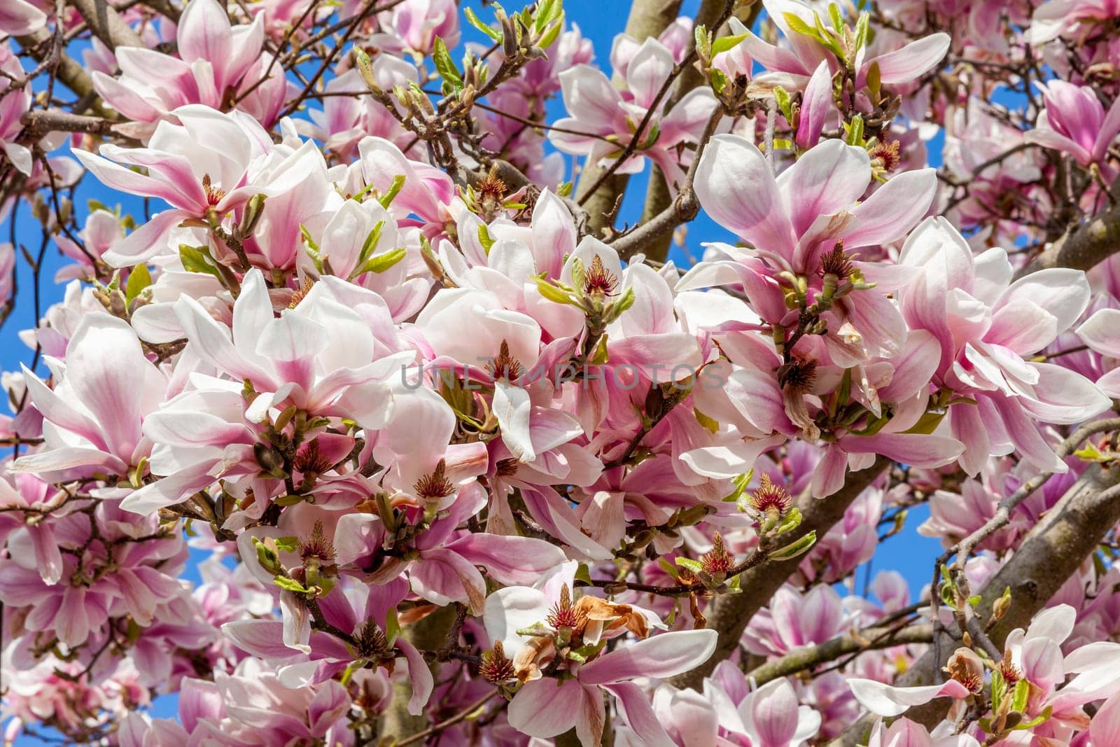 Pink magnolia blossom in flower on a springtime tree branch, close up in the spring season with a blue sky, stock photo image