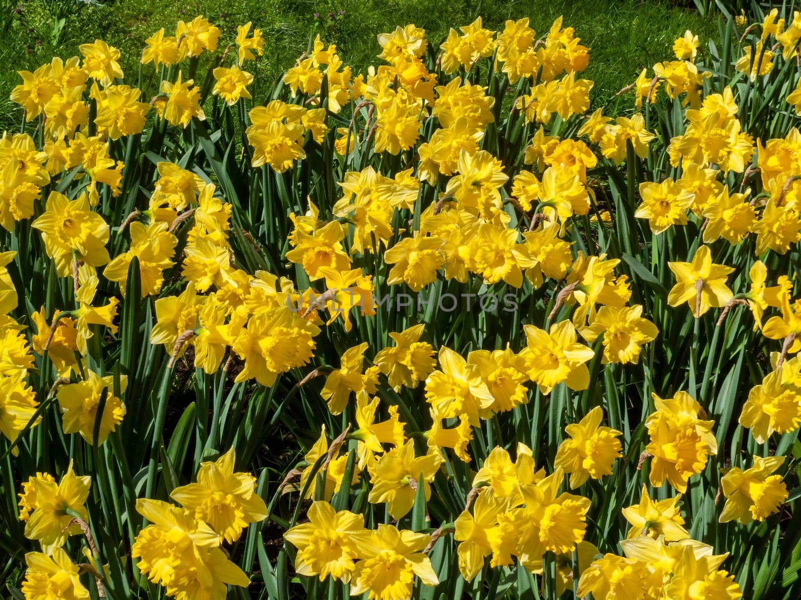 Daffodils (narcissus)  a springtime yellow flower bulb plant growing outdoors in a public park during the spring season, stock photo image