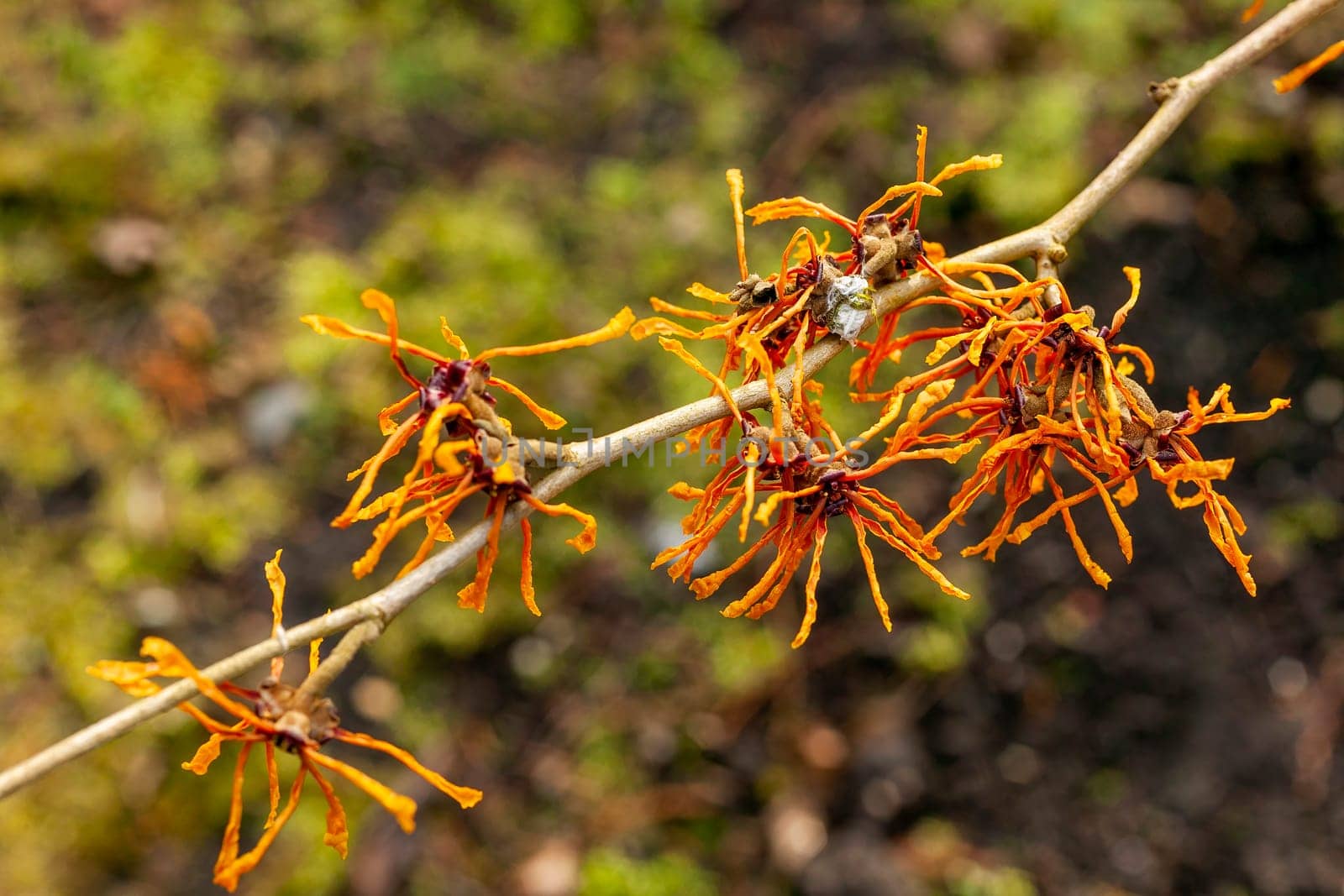 Hamamelis x Intermedia 'Aphrodite' (Witch Hazel) a winter spring flowering shrub plant which has a highly fragrant springtime yellow orange flower and leafless when in bloom stock photo image