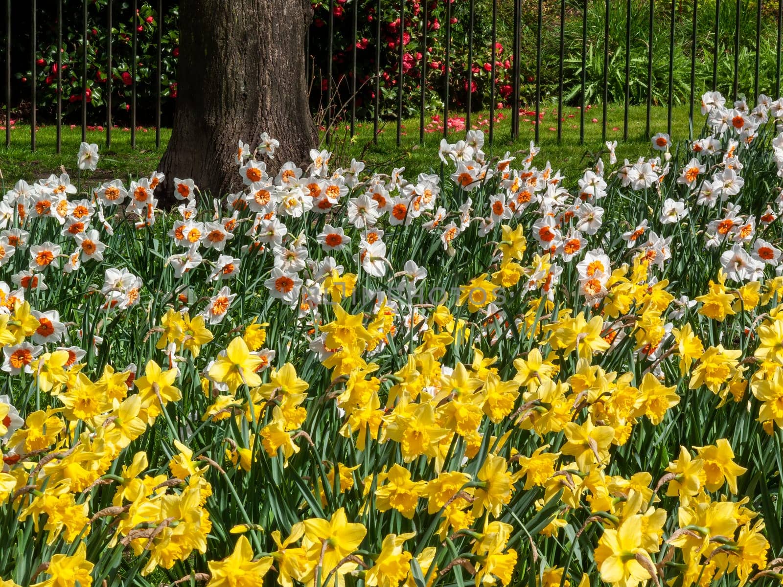 Daffodils (narcissus) a springtime yellow flower bulb plant growing outdoors in a public park during the spring season, stock photo image