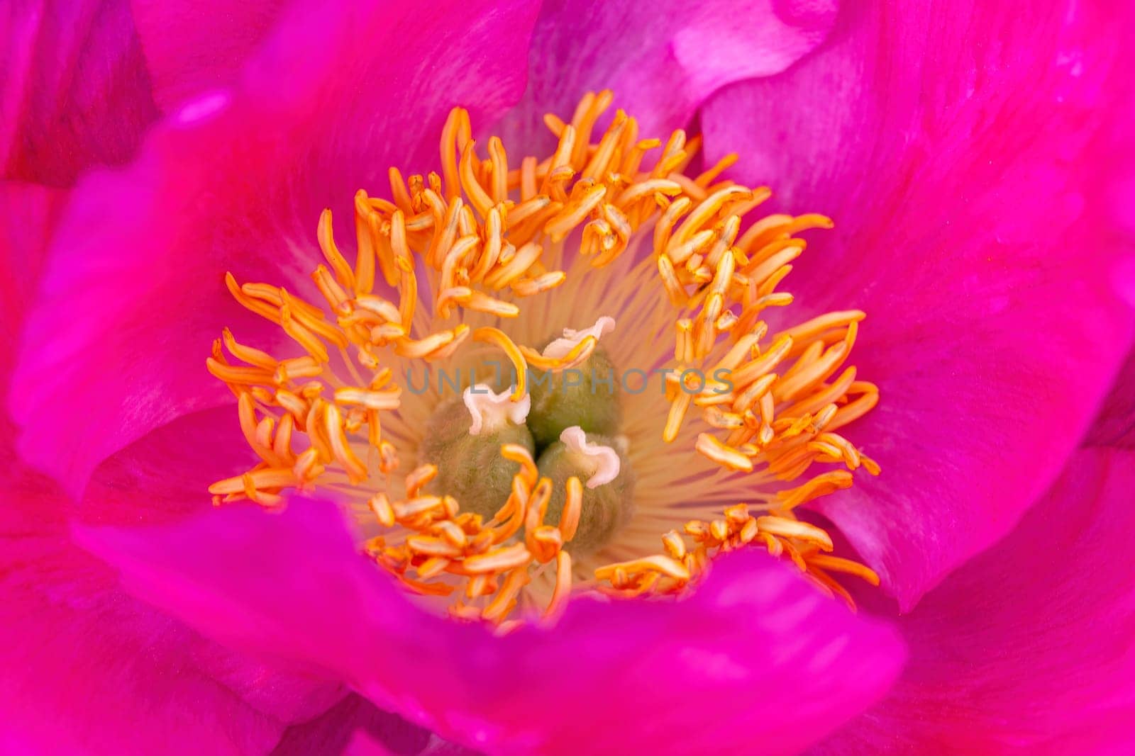 Peony 'Honor' (paeonia) a spring summer pink yellow flower which is a springtime herbaceous perennial flowering plant stock photo image