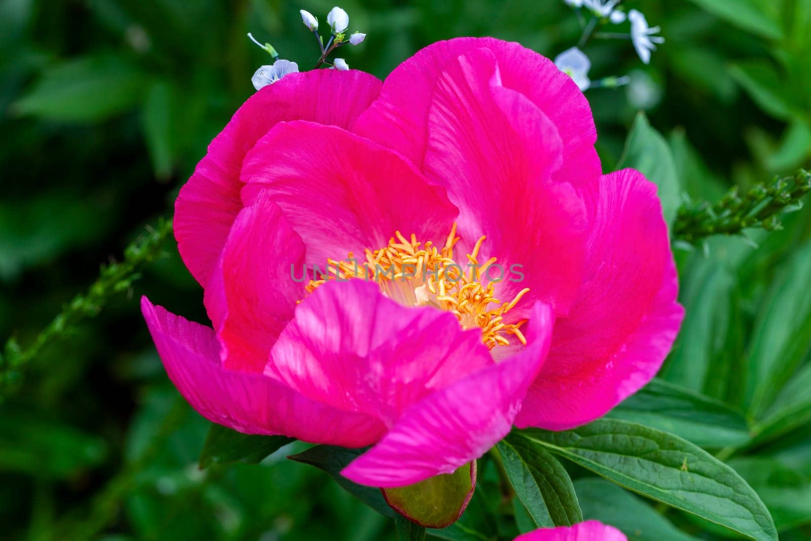 Peony 'Honor' (paeonia) a spring summer pink yellow flower which is a springtime herbaceous perennial flowering plant stock photo image