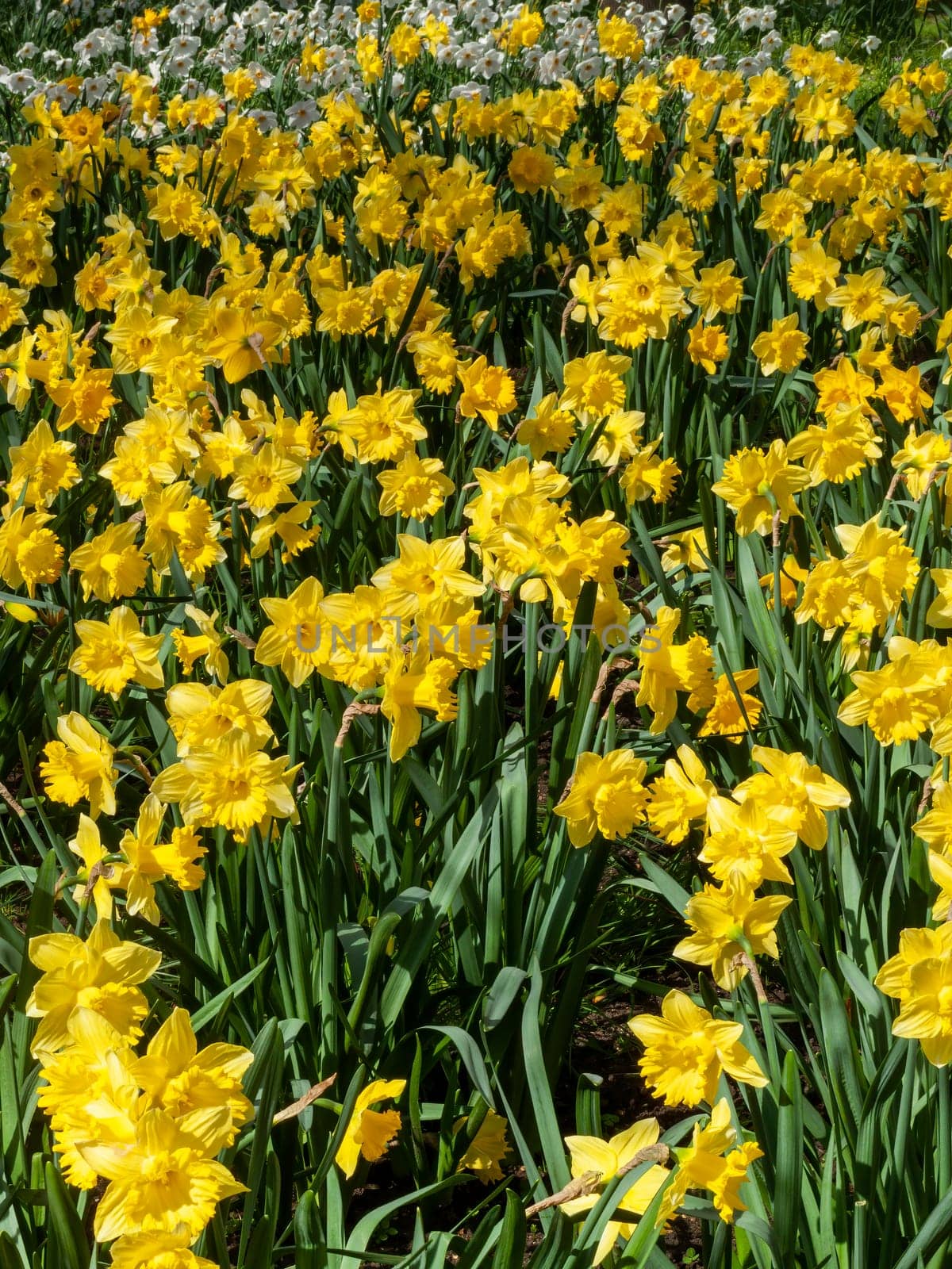Daffodils (narcissus)  a springtime yellow flower bulb plant growing outdoors in a public park during the spring season, stock photo image