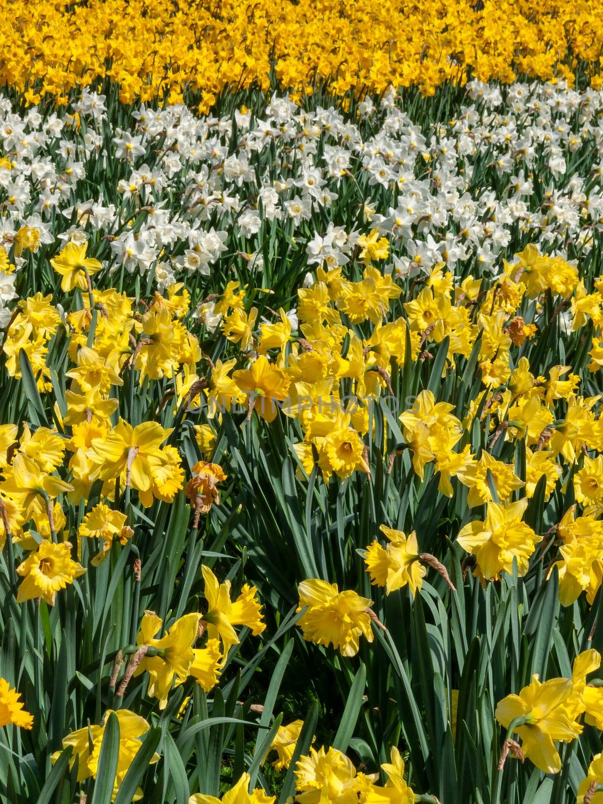 Daffodils (narcissus)  a springtime yellow flower bulb plant growing outdoors in a public park during the spring season, stock photo image