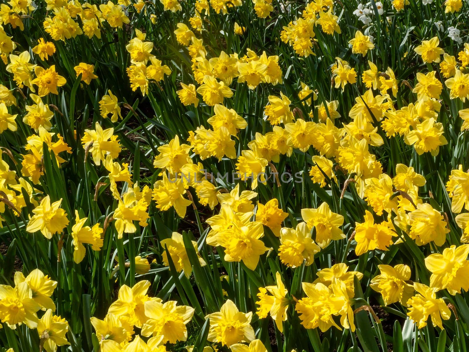 Daffodils (narcissus)  a springtime yellow flower bulb plant growing outdoors in a public park during the spring season, stock photo image