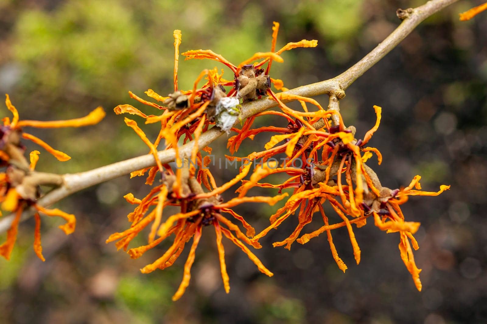 Hamamelis x Intermedia 'Aphrodite' (Witch Hazel) a winter spring flowering shrub plant which has a highly fragrant springtime yellow orange flower and leafless when in bloom stock photo image