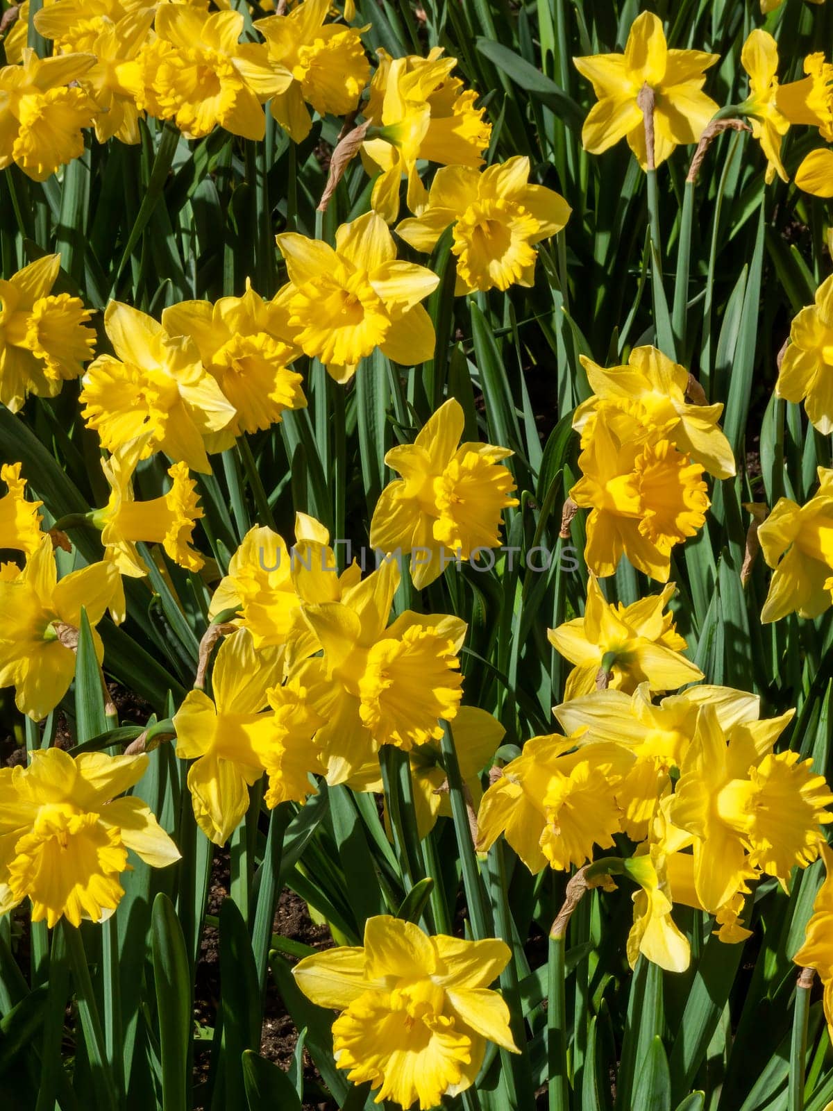 Daffodils (narcissus)  a springtime yellow flower bulb plant growing outdoors in a public park during the spring season, stock photo image