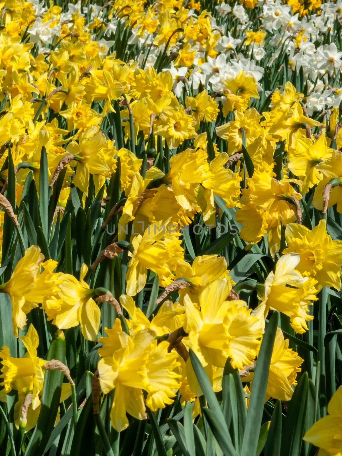 Daffodils (narcissus)  a springtime yellow flower bulb plant growing outdoors in a public park during the spring season, stock photo image