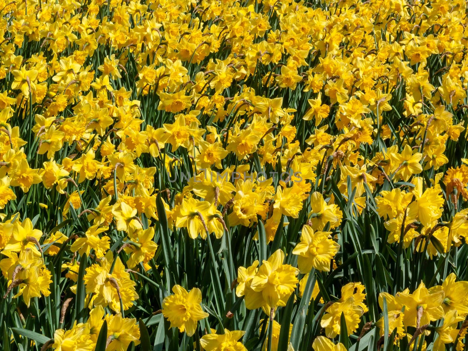 Daffodils (narcissus)  a springtime yellow flower bulb plant growing outdoors in a public park during the spring season, stock photo image
