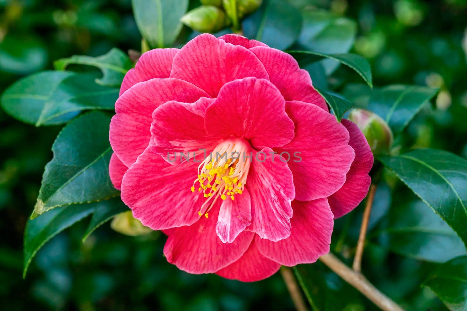Camellia Japonica a winter spring shrub plant with a winter springtime red flower stock photo image