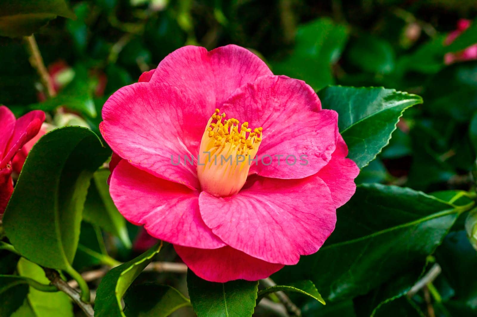 Camellia Japonica 'Lady De Saumareza' a winter spring summer shrub plant with a winter springtime red flower stock photo image