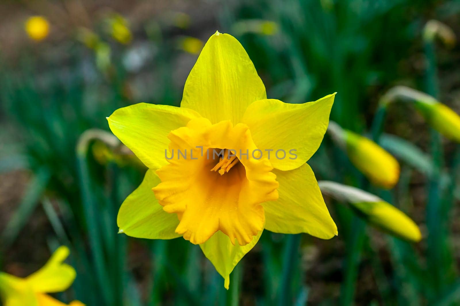 Daffodil (narcissus) 'Cornish Gold' a spring yellow flower bulb plant growing outdoors in a public park during the springtime flowering season, stock photo image