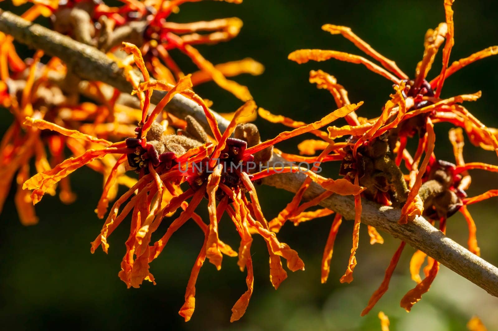 Hamamelis x Intermedia 'Aphrodite' (Witch Hazel) a winter spring flowering shrub plant which has a highly fragrant springtime yellow orange flower and leafless when in bloom stock photo image