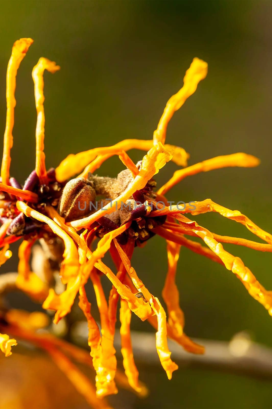 Hamamelis x Intermedia 'Aphrodite' (Witch Hazel) a winter spring flowering shrub plant which has a highly fragrant springtime yellow orange flower and leafless when in bloom stock photo image