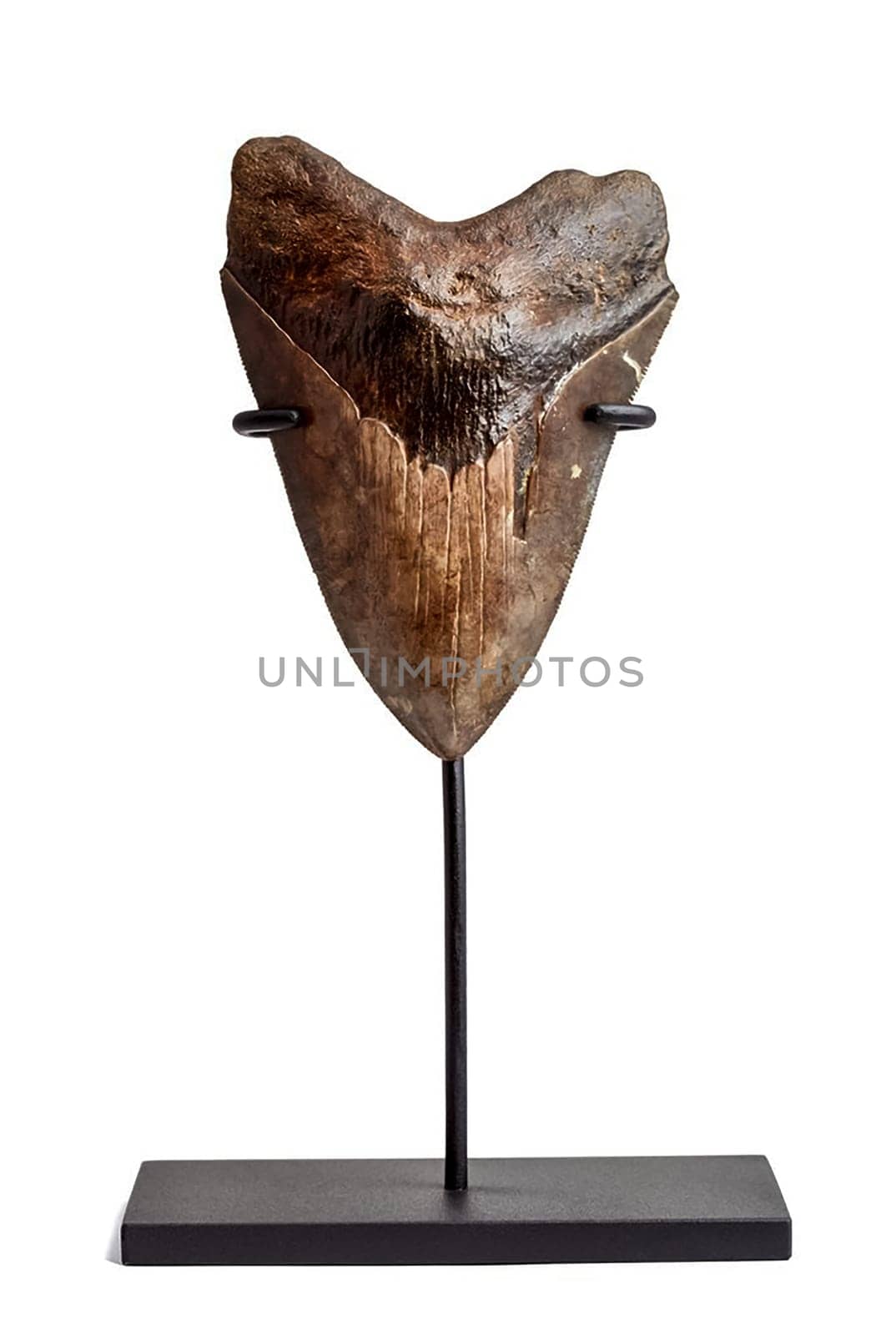 a Megalodon tooth on a white stand.