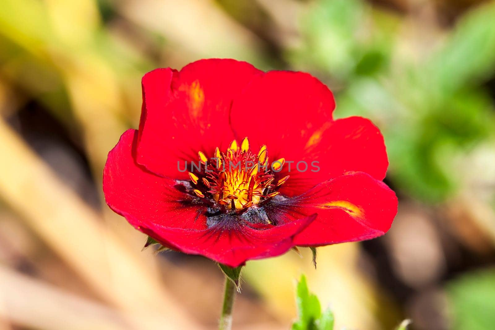 Potentilla 'Flamenco' a red flowered plant known as cinquefoil