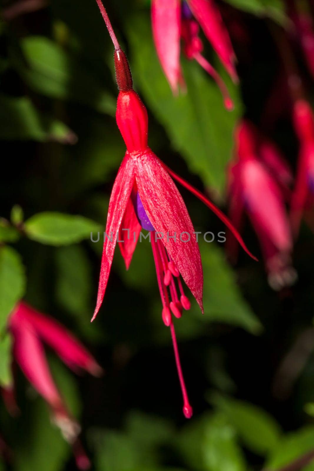 Fuchsia  a red pink herbaceous perennial flower shrub plant