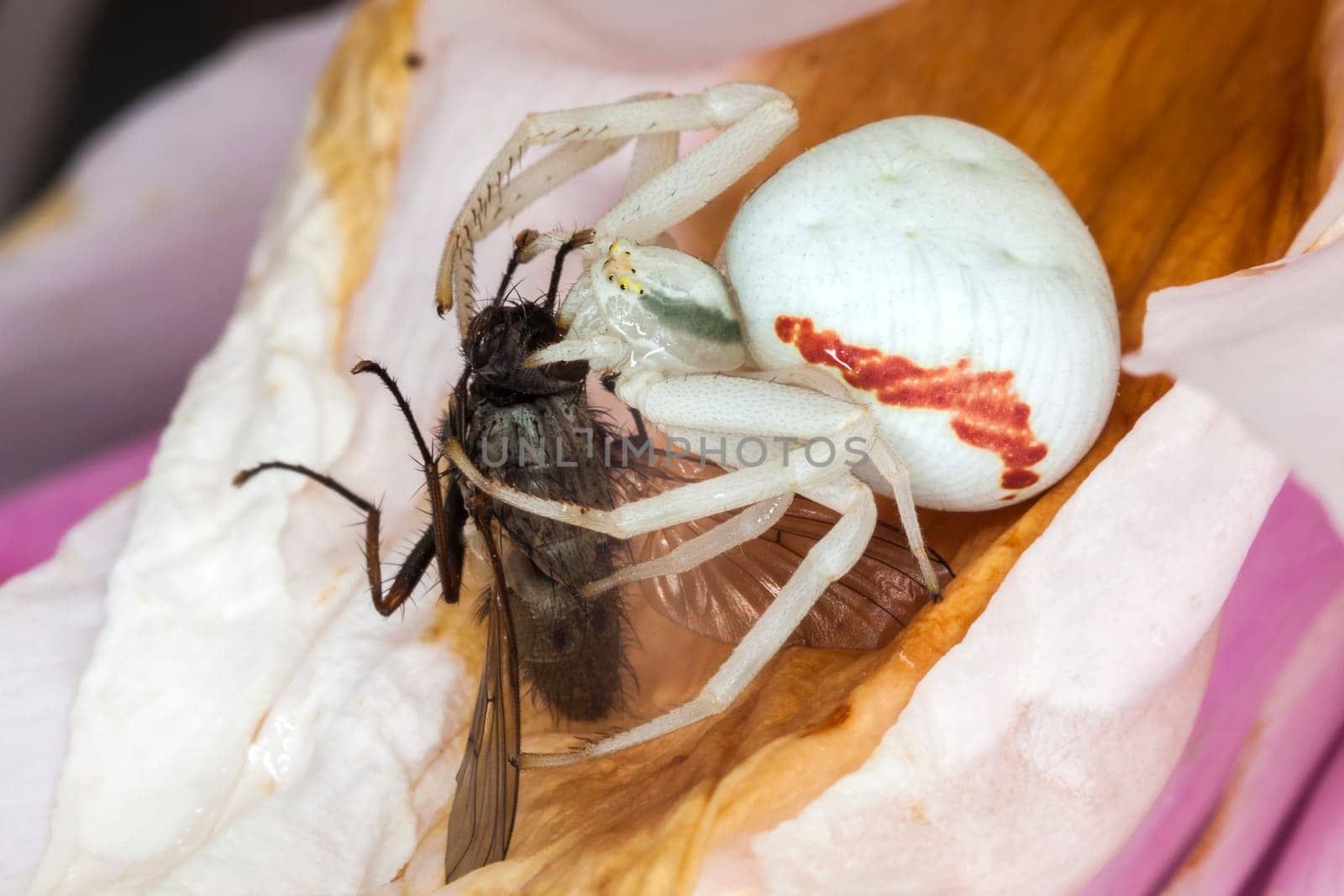 White crab spider with a fly which it has caught