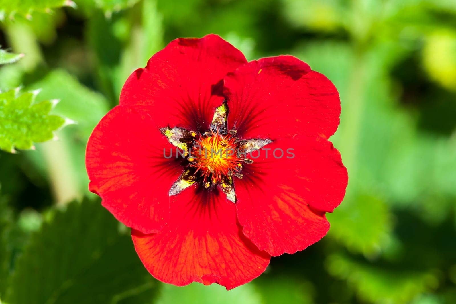 Potentilla 'Flamenco' a red flowered plant known as cinquefoil