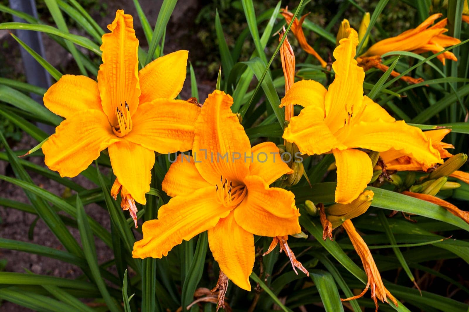 Hemerocallis 'Burning Daylight' a spring flowering plant commonly known as daylily